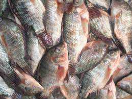 استقرار أسعار الأسماك اليوم 2 أبريل 2022.