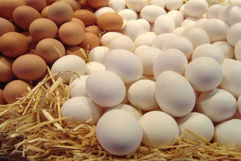 أسعار البيض اليوم الإثنين 13ديسمبر 2021