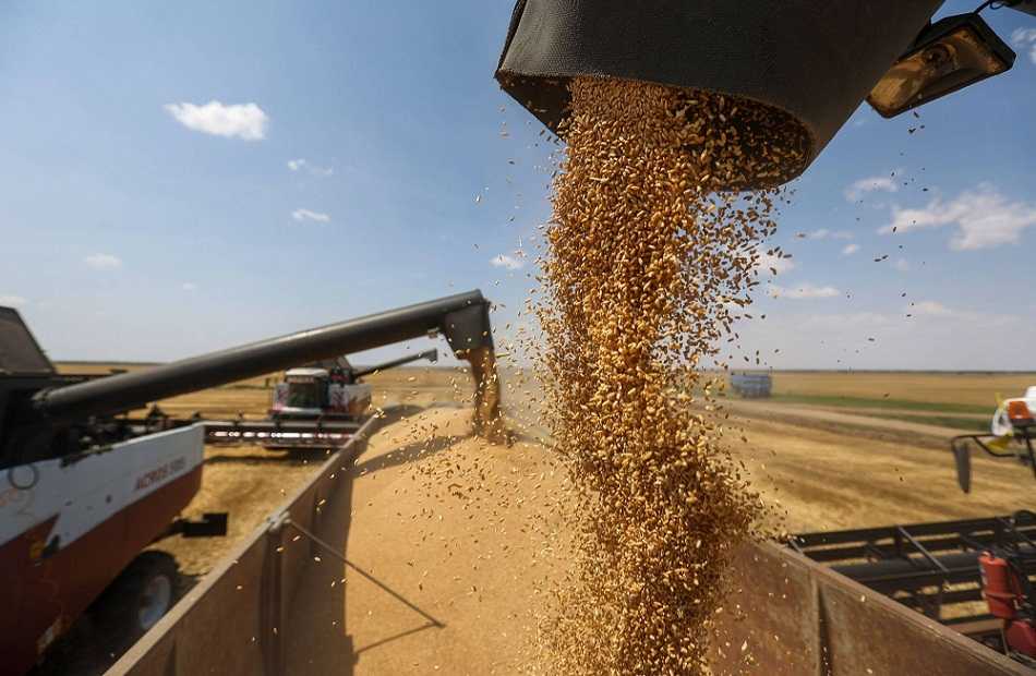 متعاملون: الجزائر تشتري القمح الصلد في مناقصة