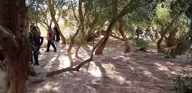 عمرها 9 قرون، تونس تجني أكبر شجرة زيتون في البحر المتوسط