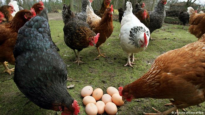 الدواجن: انخفاض أسعار البيض والفراخ قريبا