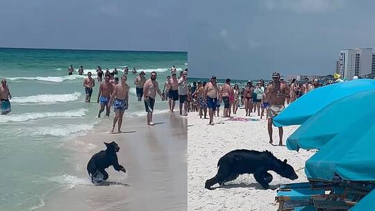 "دب أسود" يسبح في خليج المكسيك (فيديو)