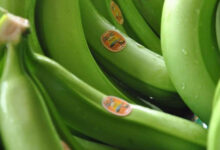 الموز الأخضر .. يعزز فقدان الوزن ويمنع ارتفاع السكر