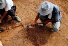 العثور على أقدم قطعة أثرية عمرها أكثر من 7.7 ألف عام