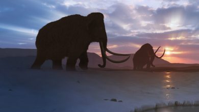 سبب انقراض الحيوانات الضخمة قبل 50 ألف سنة